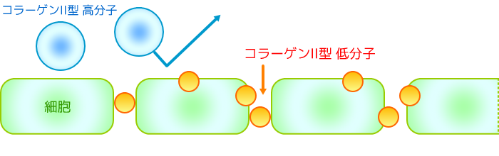 低分子コラーゲン